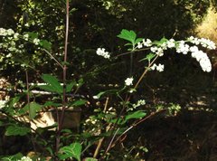 Artemisia lactiflora