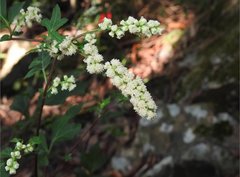 Artemisia lactiflora