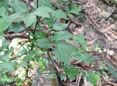 Artemisia lactiflora