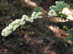 Artemisia lactiflora