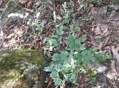 Artemisia lactiflora