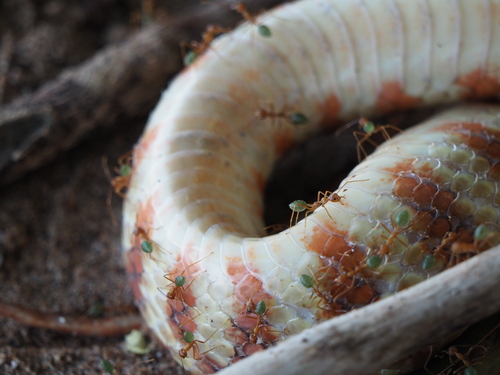 Brown Tree Snake sighting