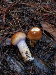 Cortinarius collinitus