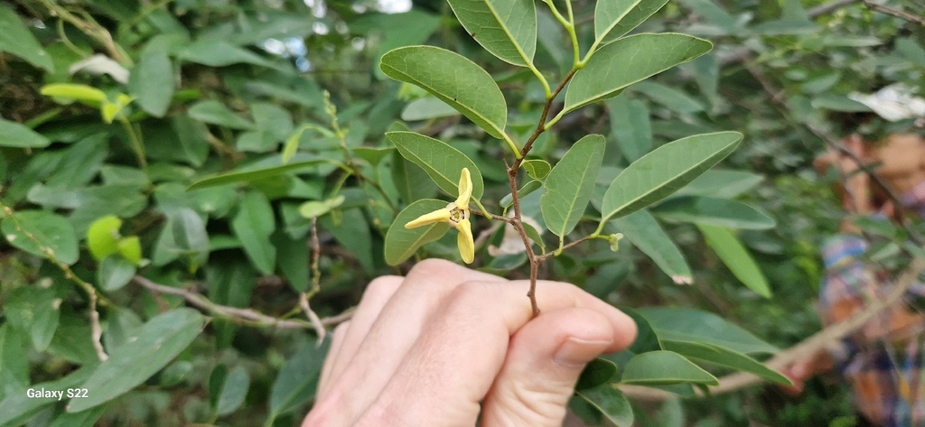 Annona emarginata; photograph (c) Jens-Christian Svenning, some rights reserved (CC BY)