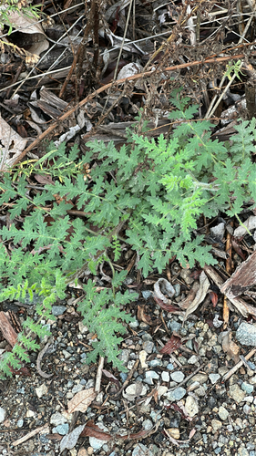 iNaturalist observation photo of branching phacelia