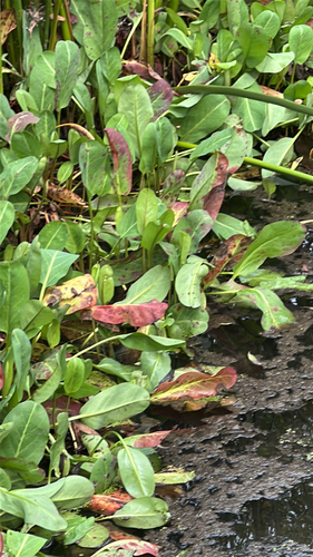 iNaturalist observation photo of Yerba Mansa