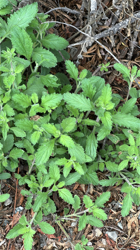 iNaturalist observation photo of western vervain