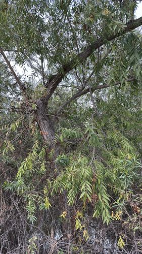 iNaturalist observation photo of Goodding's willow
