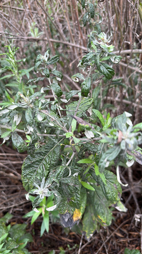 iNaturalist observation photo of California mugwort