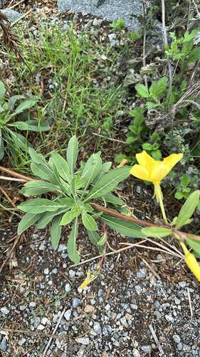 iNaturalist observation photo of tall evening primrose