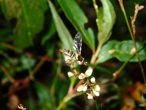 Unknown species found near Alachua County, FL, USA