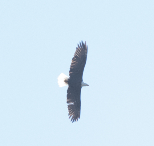iNaturalist observation photo of Bald Eagle
