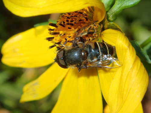 Unknown species found near Alachua County, FL, USA