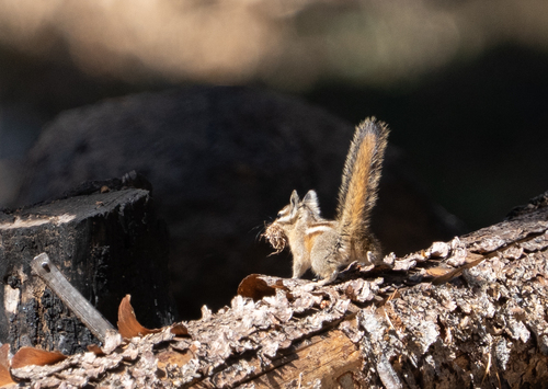 iNaturalist observation photo of Lodgepole Chipmunk