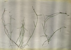 Schoenus maschalinus