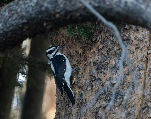 iNaturalist observation photo of Hairy Woodpecker