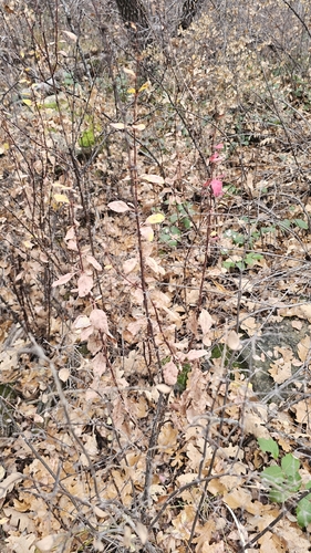 Colorado Barberry (Berberis fendleri)
