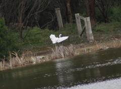 Egretta garzetta nigripes
