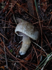 Cortinarius cyanites