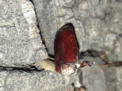 Neandra marginicollis