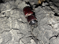 Neandra marginicollis