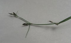 Schoenus maschalinus