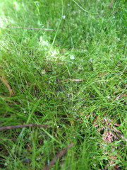 Schoenus maschalinus