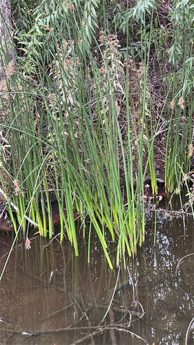 iNaturalist observation photo of clubrushes and giant bulrushes