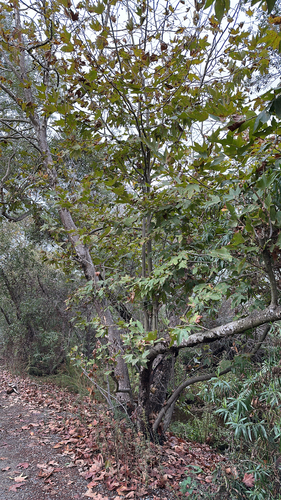 iNaturalist observation photo of western sycamore
