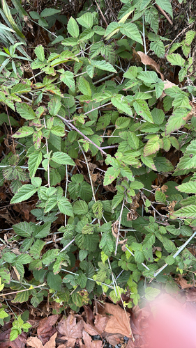 iNaturalist observation photo of trailing blackberry