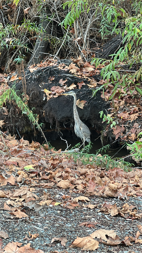 iNaturalist observation photo of Great Blue Heron