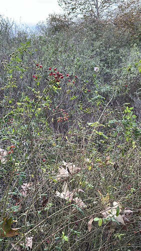 iNaturalist observation photo of California Wild Rose