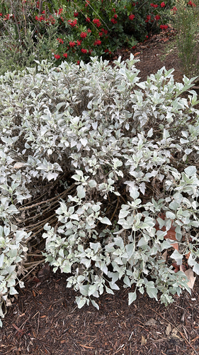 iNaturalist observation photo of Brittlebush