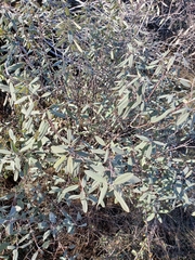 Frangula californica tomentella