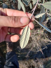 Frangula californica tomentella