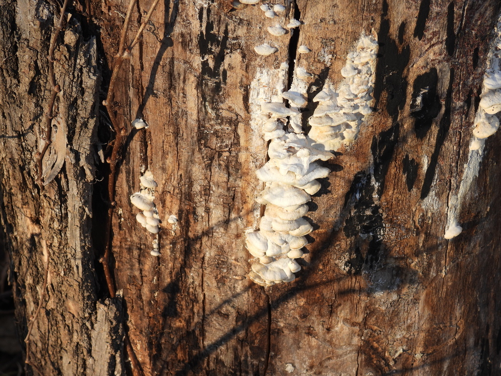 Gloeoporus dichrous · November 2025 · photo: © liren (iNaturalist, cc-by)