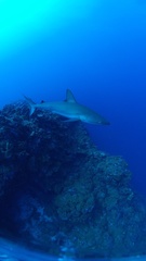 Carcharhinus galapagensis