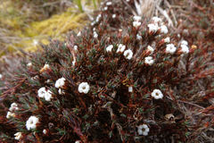 Dracophyllum prostratum