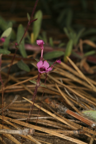 Jepson's Monkeyflower (Diplacus jepsonii)