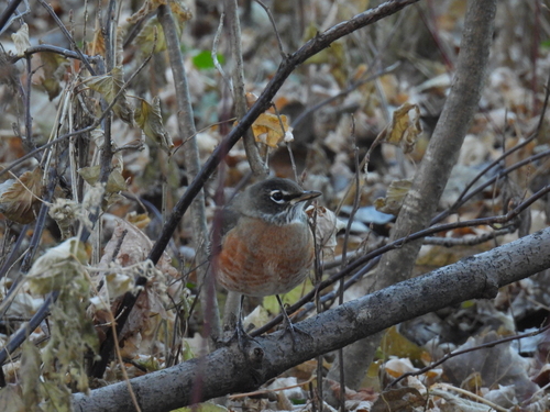 American Robin