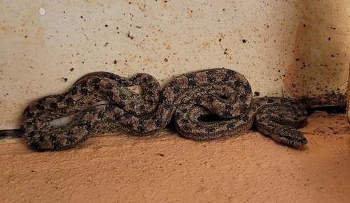 Jamaican Brown Dwarf Boa