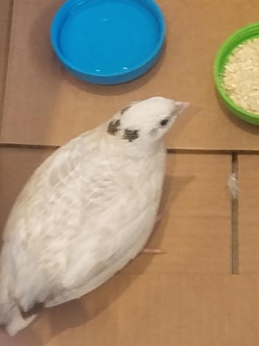 Japanese Quail (Coturnix japonica), photo 3