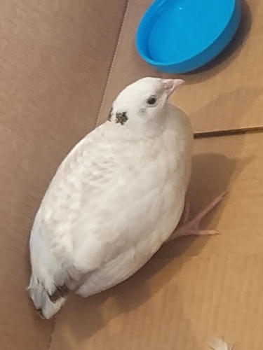 Japanese Quail (Coturnix japonica), photo 4