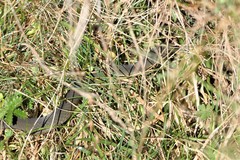 Drysdalia coronoides