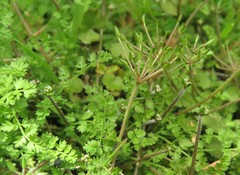 Chaerophyllum ramosum