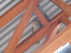 Tyto alba