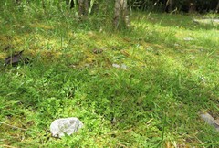 Chaerophyllum ramosum