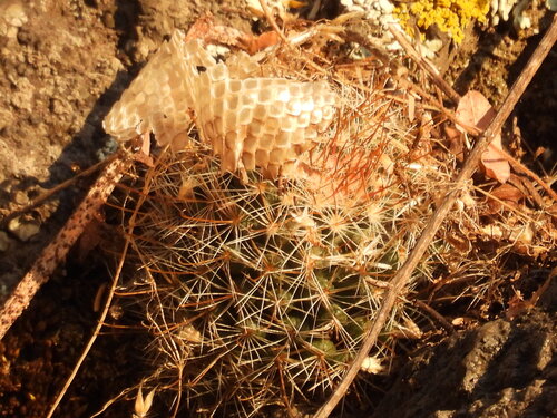 Mammillaria mathildae