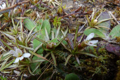 Stylidium subulatum