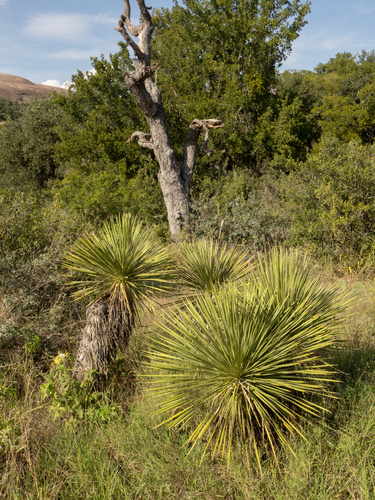 Yucca constricta